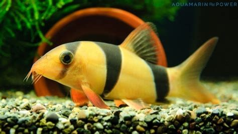 puff fall loach ick can winks|Clown Loaches: complete care guide! .